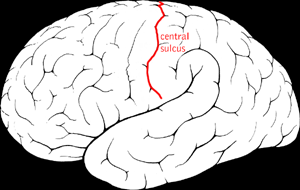 Illustration for article titled Open-Skull Brain-Machine Interface to Control Robotic Limbs